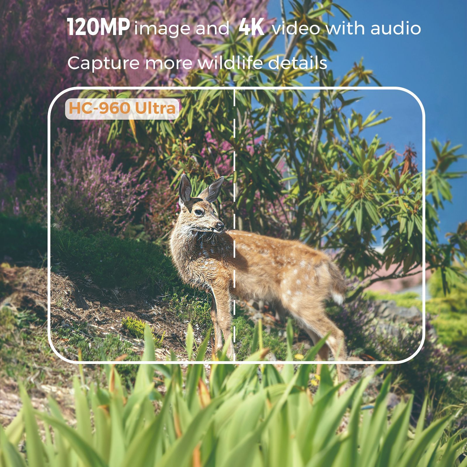 4G في الهواء الطلق الحياة البر - مراجعة Hunting Outdoor Camera وسعره